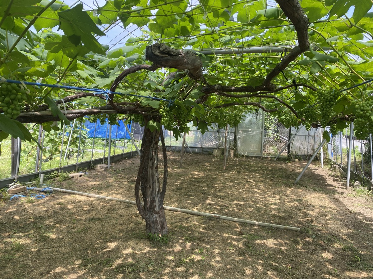 草刈りが終わったハウスの中