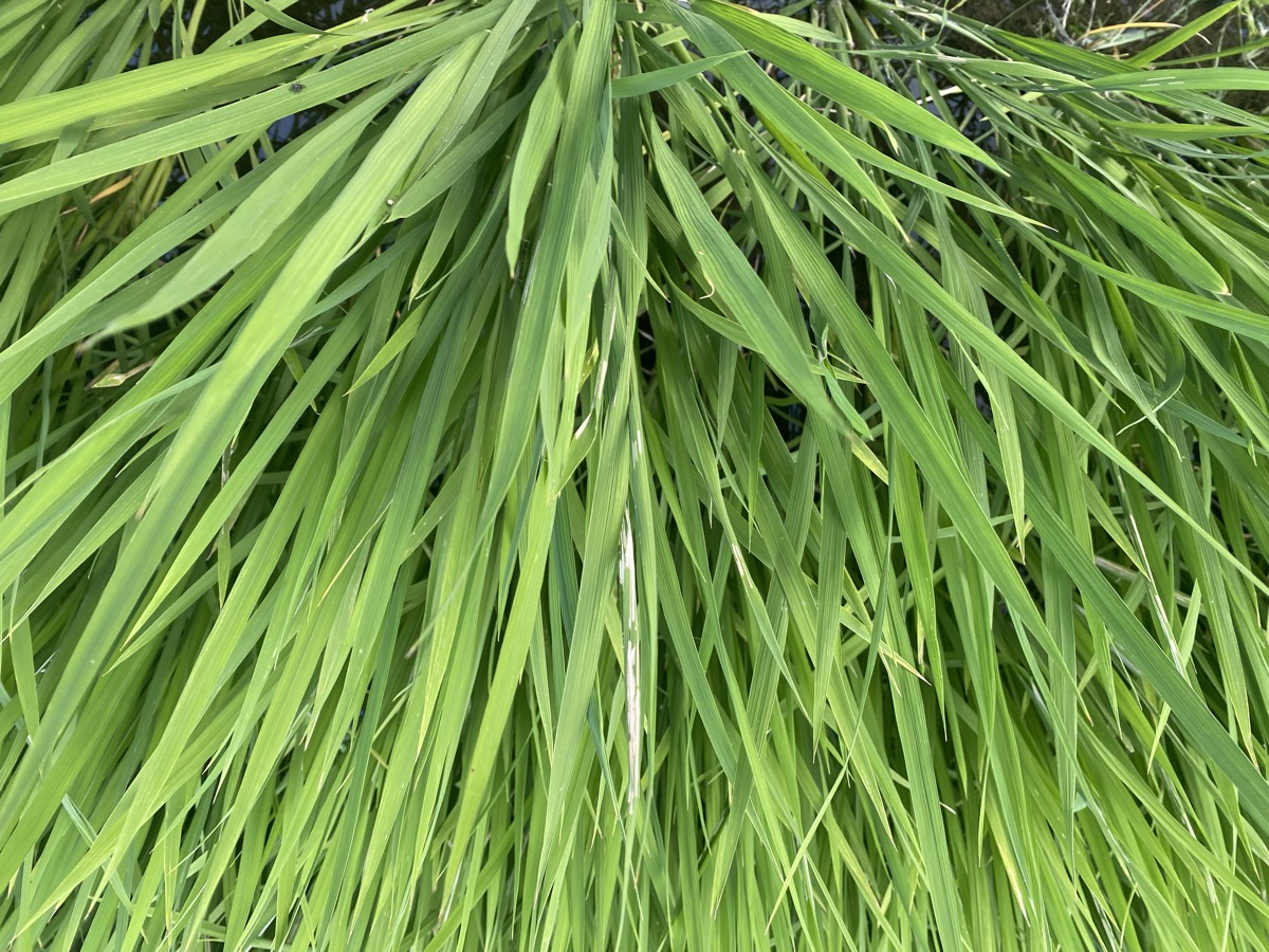 青々と茂る稲