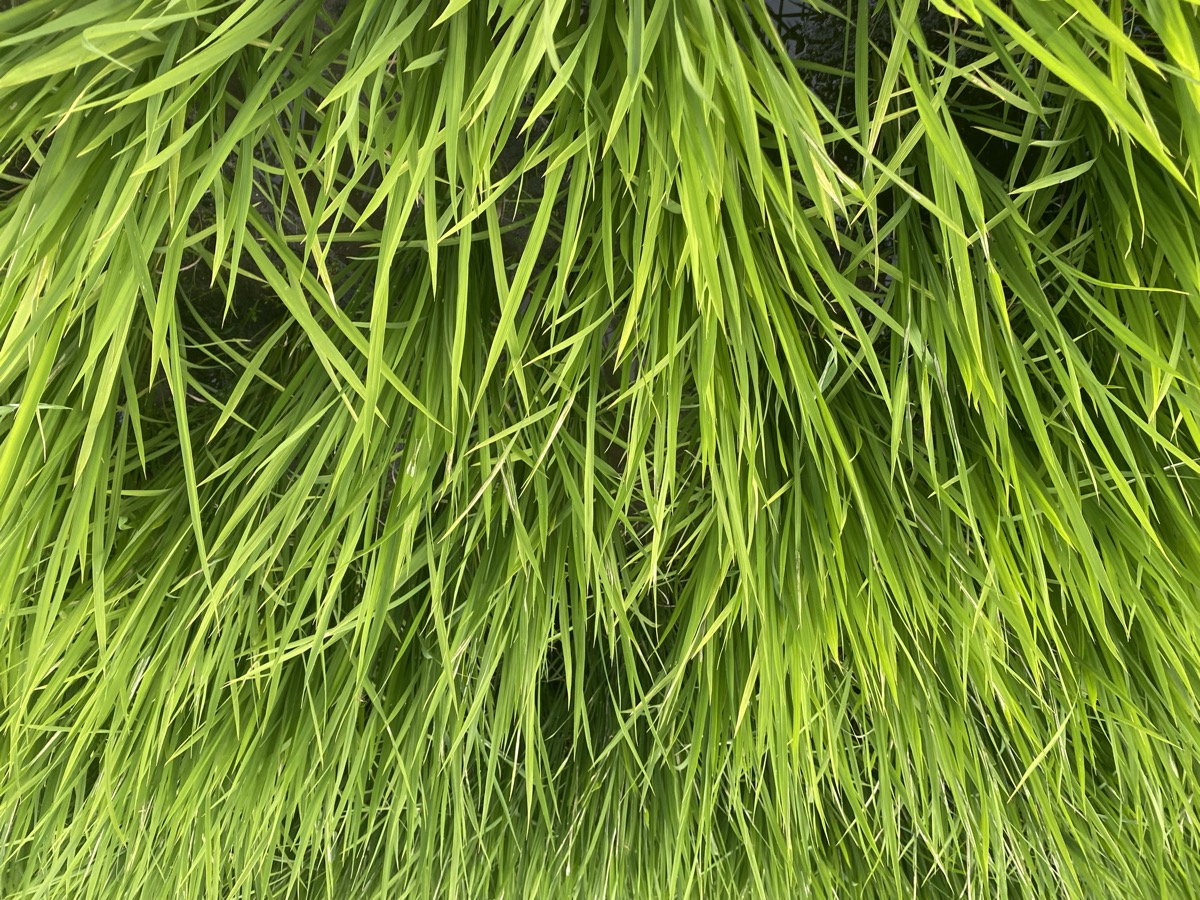 丸まって白くなった稲の葉