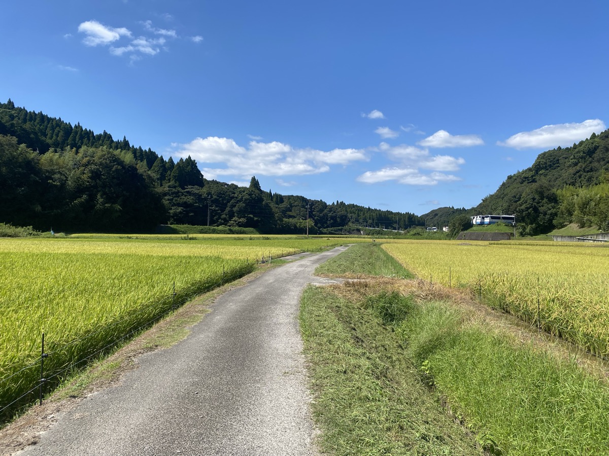 稲穂が実った田んぼの風景