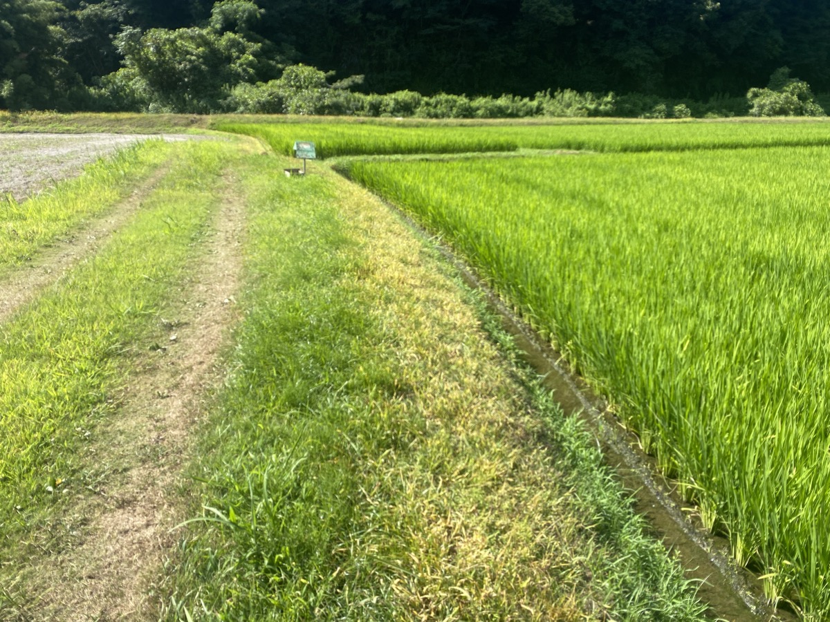 草刈り前の畦道