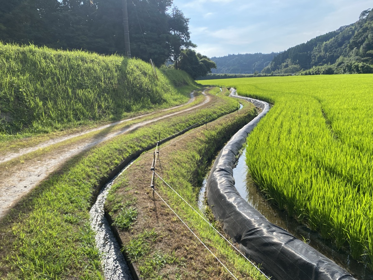 畦道に張られた電気柵