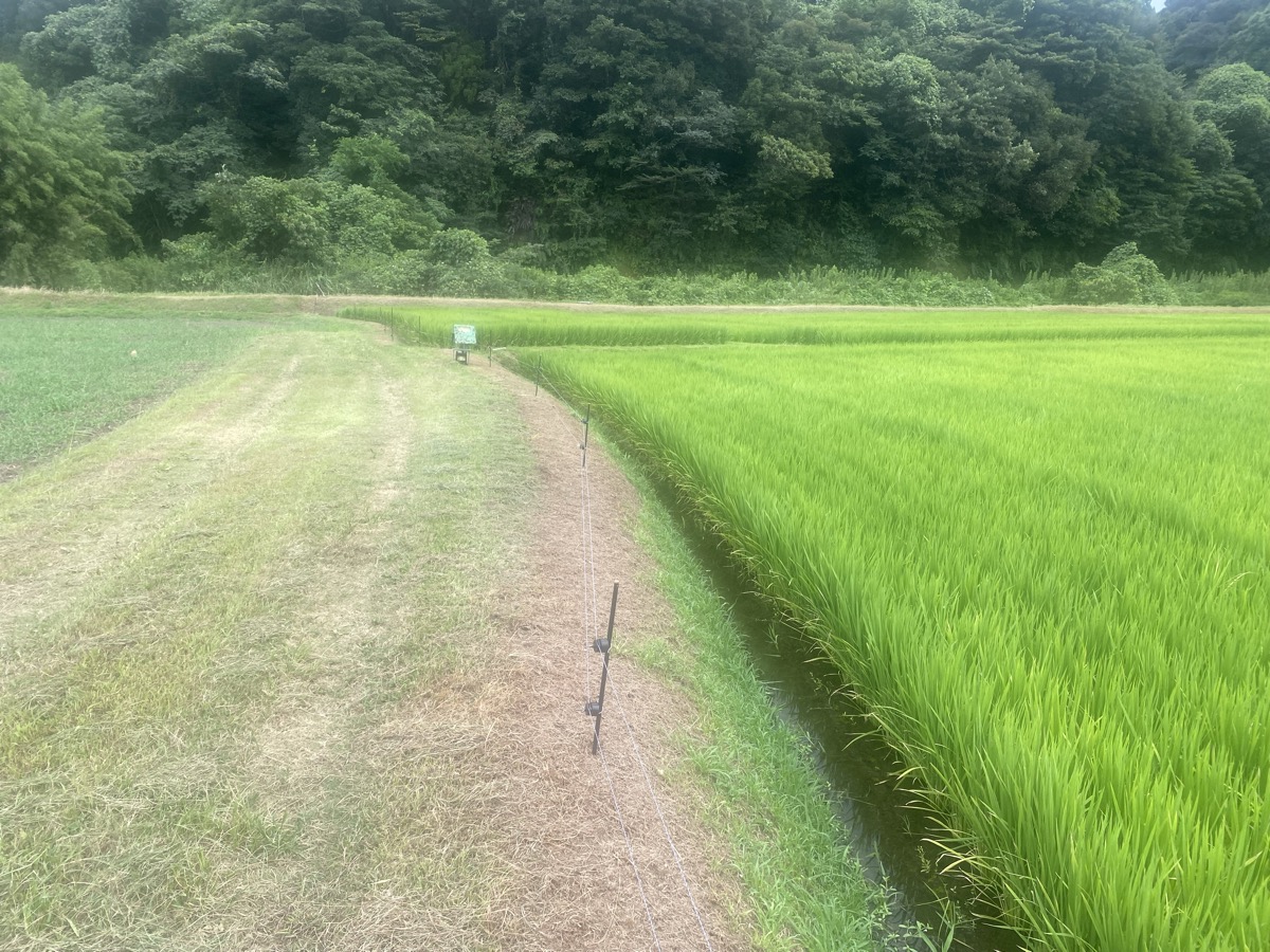 電気柵が続く畦道