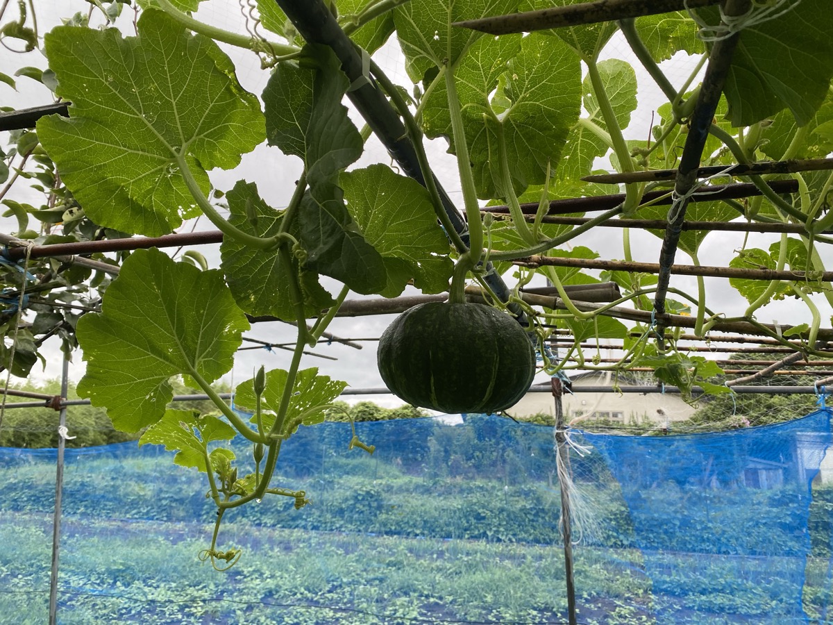 立派に育ったカボチャ