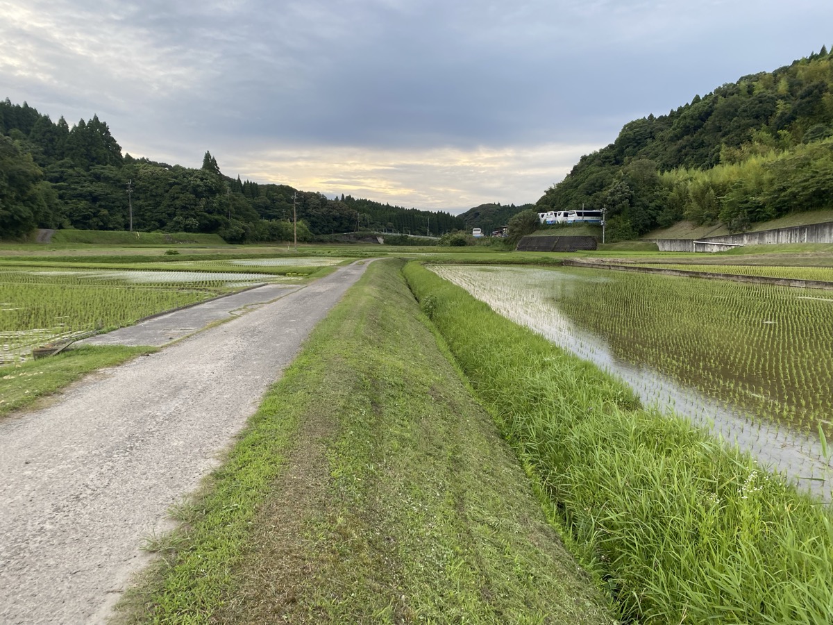 夕方の農道と田んぼ