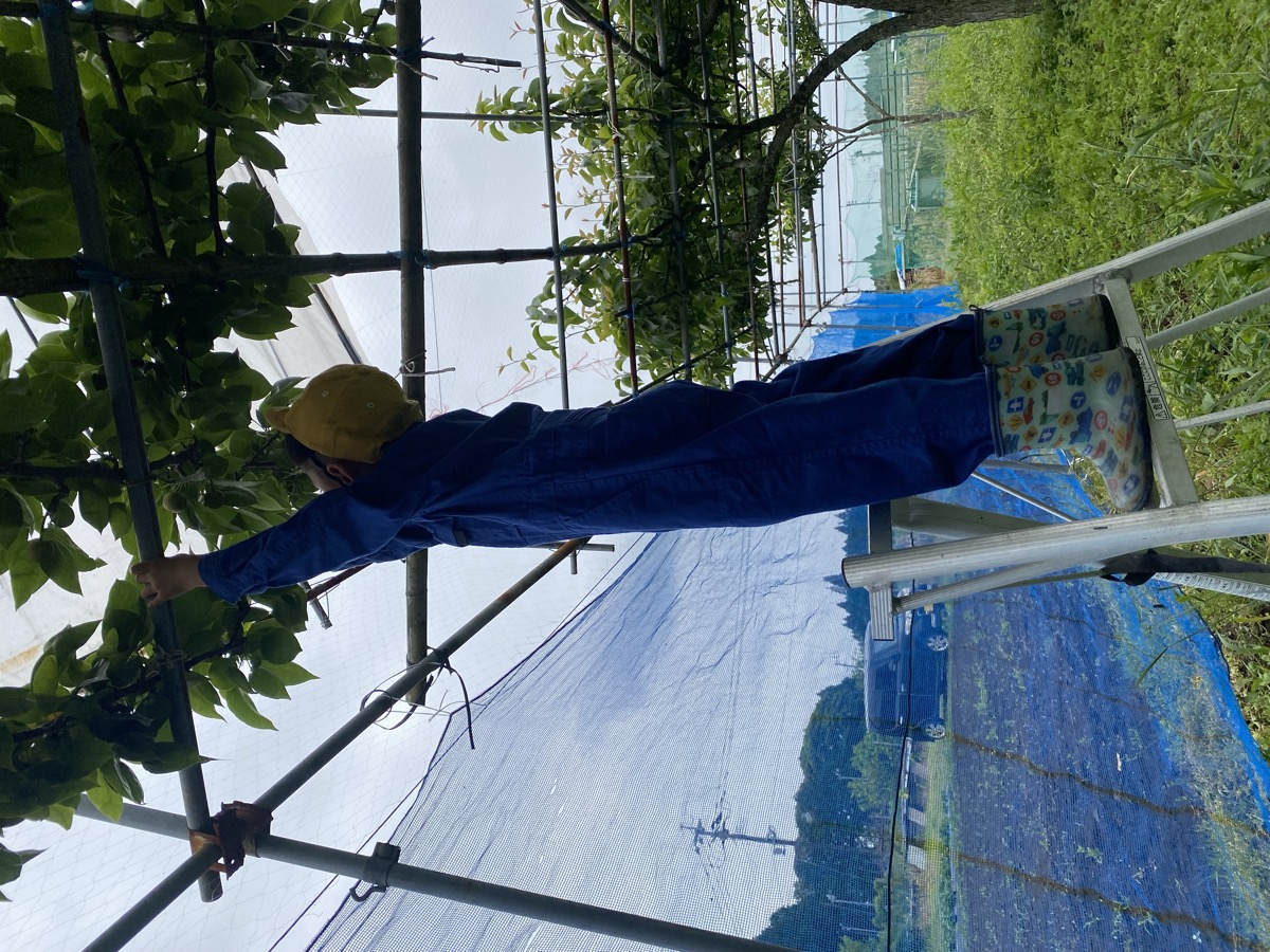 袋掛けに挑戦中