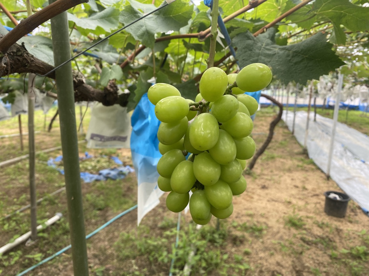 大きさが揃ってきたブドウ