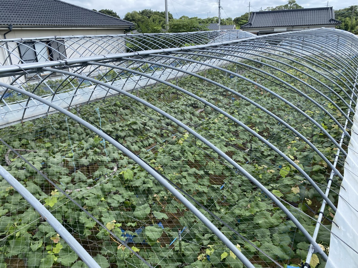 7/19 柿にネット、そして果物たちの成長確認——収穫までもう少し！