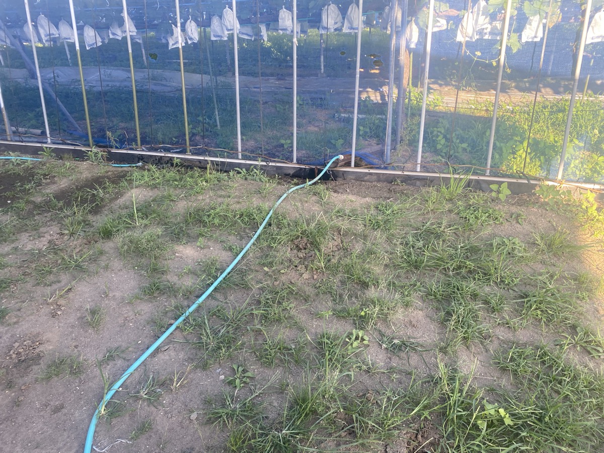 ホースでブドウのハウスへ