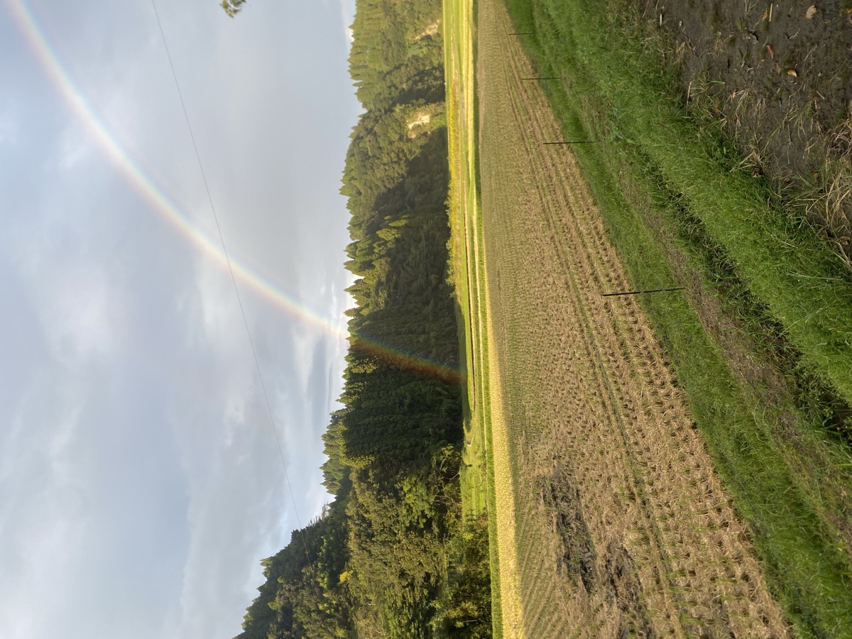 稲刈り中に見つけた虹の根元——あの場所に宝がある