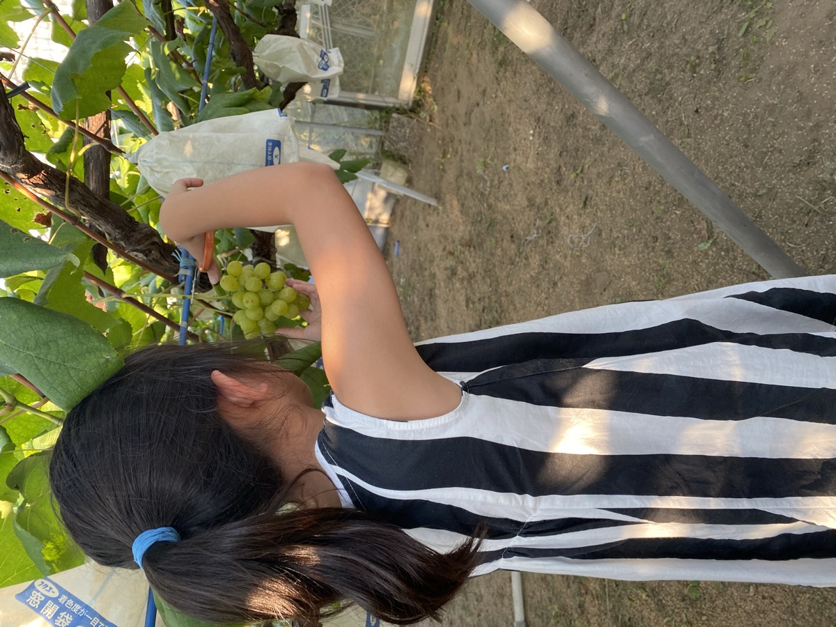 ハサミで房を収穫する様子