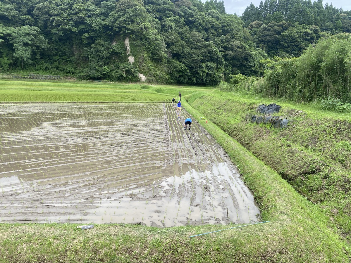 みんなで手植え