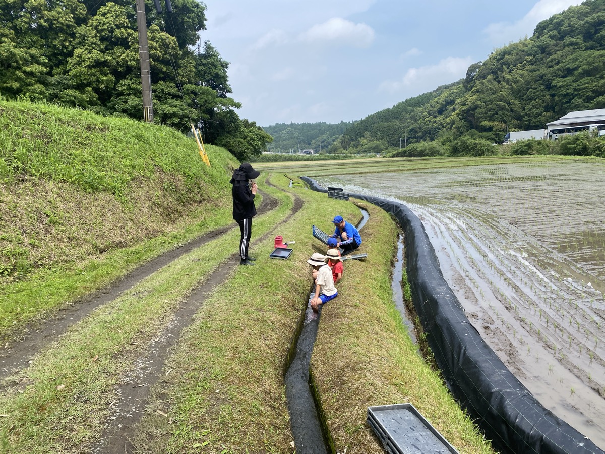 水路で苗箱洗い