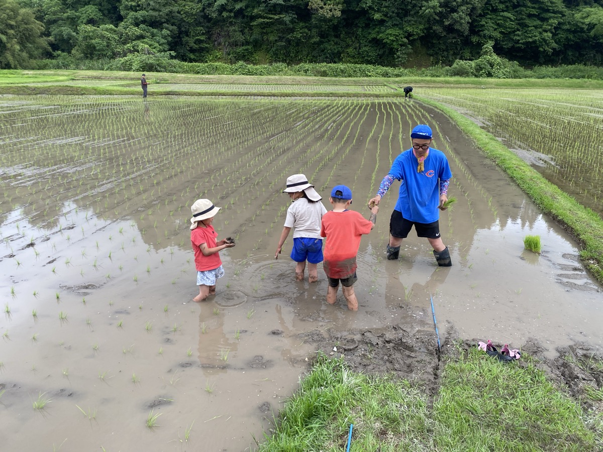 田んぼで手植えを教わる孫たち