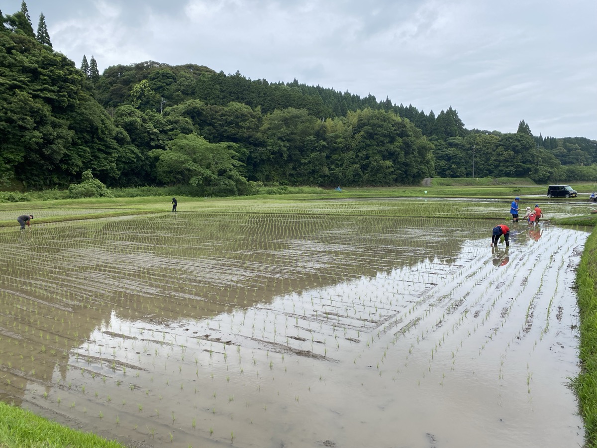 6/6 いよいよ田植え本番！秋ほなみを植えました